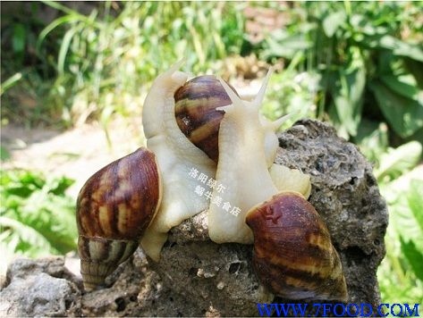 鲜活白玉蜗牛商品蜗牛