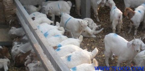 河北肉羊价格多少钱一斤