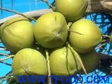 海南新鲜青皮椰子