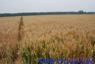 **新小麦种子品种新乡新农种业提供