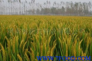 优质水稻种子新农种业