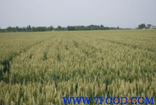小麦种子批发新农种业
