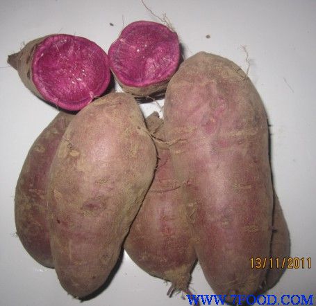 紫薯种子批发