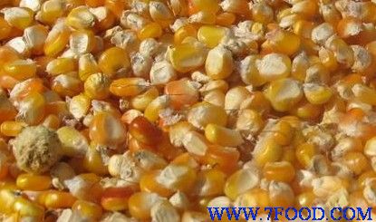 天惠奶牛厂大量收购玉米大豆小麦
