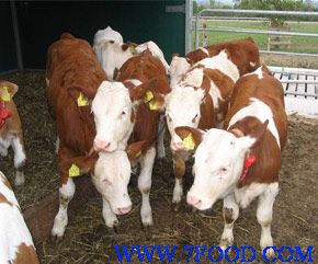 肉牛场合作低价供应利木赞牛夏洛莱牛西门塔尔牛免费运