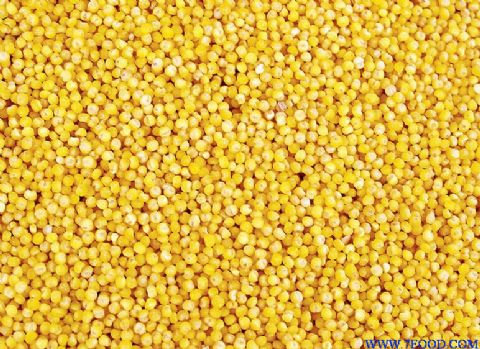 现货小米厂家批发优质杂粮小米