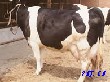 大量优质荷斯坦黑白花奶牛肉牛（GB--3157--82）