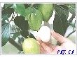 台湾青枣（种苗）