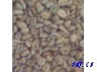 进口优质印尼咖啡生豆熟豆及配套产品
