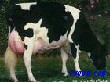 奶牛价格奶牛行情奶牛饲养的正确方法