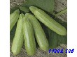 法西娜－西葫芦种子（100克/罐）