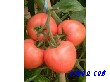 精品西红柿种子