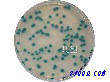 大肠杆菌显色培养基