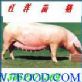 江洋猪场销售苗猪