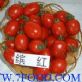 番茄种子-缤红