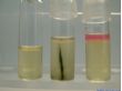 小肠结肠炎耶尔森氏菌生化鉴定盒