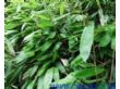 清香鲜粽叶（5-11厘米宽）