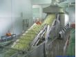 蔬菜清洗漂烫生产线