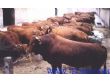 湖北鄂州肉牛价格鄂州肉牛养殖场