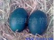 广西鸸鹋养殖基地提供鸸鹋蛋批发价格