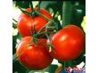 番茄种子金红硕