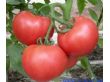番茄种子普罗旺斯