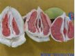 绿荣红肉蜜柚专业合作社红肉蜜柚苗