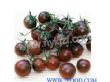 希腊神哥黑番茄种子