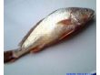 台湾产花公鱼（多种规格）