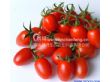 番茄种子普罗11号