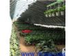 温室大棚设计蔬菜大棚安装（20-25-32）