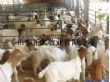 新的波尔山羊价格科学养羊技术