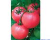 西红柿番茄种子