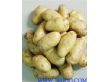 脱毒马铃薯土豆种子（鲁引1号）