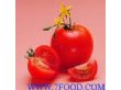 植物提取物厂家供应多种规格番茄红素