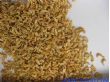 优质海米批发（1-2厘米）