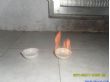 生物醇油液体点不燃的添加剂