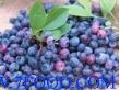 蓝莓果胶（食品级）