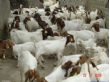 波尔山羊种羊育肥