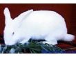新西兰白兔（002）