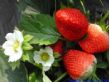 北京草莓价格山东草莓价格