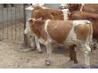 买牛犊选择大型肉牛养殖基地更放心