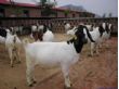 养牛场应该怎样修建鼎诚牧业中国巴西养牛场