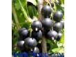 黑加仑黑加仑种苗黑加仑种植