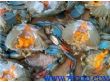 美国蓝蟹冰冻蟹