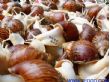 鲜活白玉蜗牛商品蜗牛法国蜗牛