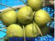海南新鲜青皮椰子