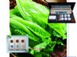 便携式农残分析仪分析有机蔬菜农药残留（LS-BX-12）