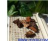 琼洲岛野生斑褐灵芝