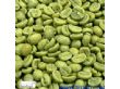 绿咖啡豆提取物大量供应